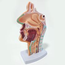 Modelo Anatômico da Cavidade Nasal, Oral, Laringe e Faringe Vista Sagital Modelo Anatômico da Cavidade Nasal, Oral, Laringe e Faringe Vista Sagital