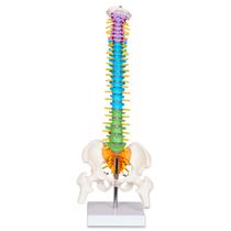 Modelo anatômico da coluna vertebral breesky Scientific Mini com suporte de 15,5 cm