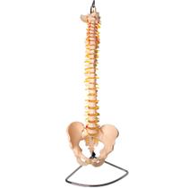 Modelo anatômico da coluna vertebral com pelve em tamanho natural