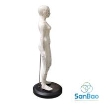 Modelo anatômico de acupuntura feminino