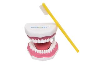 Modelo anatômico de arcada dentária c/ língua e escova sd5059
