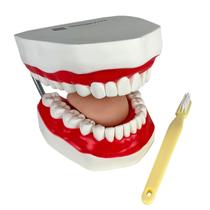Modelo Anatômico de Arcada Dentária para o Ensino da Saúde Bucal Modelo Anatômico de Arcada Dentária para o Ensino da Saúde Bucal