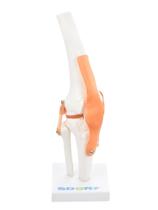 Modelo anatômico de articulação de joelho sd5020 - SDORF SCIENTIFIC DO BRASIL