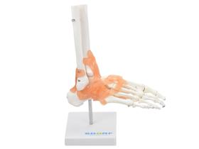 Modelo anatômico de articulação do pé sd5021