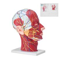 Modelo anatômico de cabeça e pescoço VEVOR Human Half Head w/ Musculat