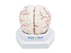 Modelo anatômico de cérebro em tamanho natural em 8 partes c/ artérias sd5040b