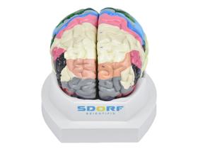Modelo anatômico de cérebro neuro-anatômico colorido em 2 partes sd5040c