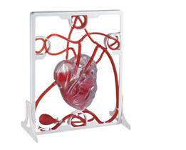 Modelo Anatômico De Circulação Do Sistema Do Coração