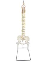 Modelo anatômico de coluna vertebral tamanho real,pelve e parte do fêmur sd5009