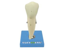 Modelo anatômico de dente pré-molar inferior c/ raiz única, 8x o tamanho real aprox. sd5059d