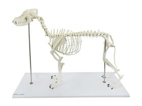 Modelo anatômico de esqueleto articulado de cachorro de porte grande (em resina plástica) sd9000