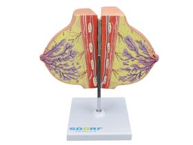Modelo anatômico de glândula mamária em repouso sd5091 - SDORF SCIENTIFIC DO BRASIL