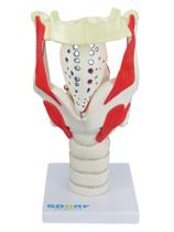 Modelo anatômico de laringe funcional 3,5 x o tamanho natural sd5041b