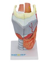 Modelo anatômico de laringe humana ampliada c/ cartilagem em 5 partes sd5041c