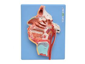 Modelo anatômico de nervos e vaos sanguínios da face sd5101 - SDORF SCIENTIFIC DO BRASIL