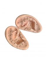 Modelo Anatômico De Orelha De Acupuntura - Par Modelo Anatômico De Orelha De Acupuntura - Par