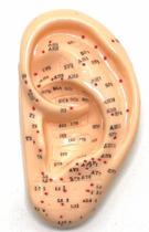 Modelo Anatômico De Orelha para Auriculoterapia 13 cm