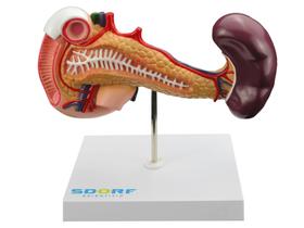 Modelo anatômico de pâncreas, baço e duodeno sd5050b
