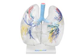 Modelo anatômico de pulmão transparente sd5055
