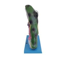 Modelo Anatômico de Sapo em Corte Coronal para Ensino