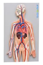Modelo anatômico de sistema circulatório sanguíneo sd5067