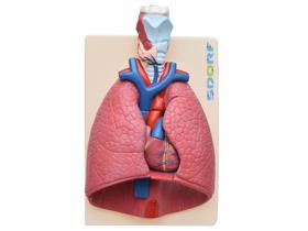 Modelo anatômico de sistema respiratório em 7 partes sd5062