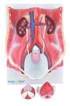 Modelo anatômico de sistema urinário dual sexo em 6 partes sd5063