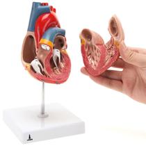 Modelo Anatômico Do Coração Em 2 Partes Lorben Para Estudo