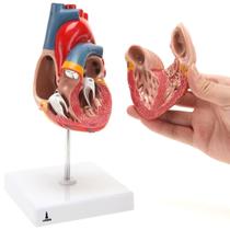 Modelo Anatômico Do Coração Em 2 Partes Lorben Para Estudo Modelo Anatômico Do Coração Em 2 Partes Lorben Para Estudo