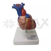 Modelo Anatômico Do Coração Em 2 Partes - Tamanho Natural