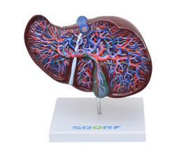 Modelo anatômico do fígado luxo c/ vesícula biliar em tamanho real sd5049