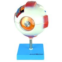 Modelo Anatômico do Olho Humano Ampliado em 8 Partes Desmontável