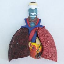 Modelo Anatômico do sistema respiratório com Pulmão, brônquios, traqueia e coração 5 partes removíveis Modelo Anatômico do sistema respiratório com Pulmão, brônquios, traqueia e coração 5 partes removíveis