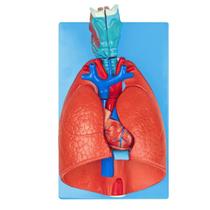Modelo Anatômico do Sistema Respiratório e Cardiovascular em 7 Partes Desmontáveis para Ensino Modelo Anatômico do Sistema Respiratório e Cardiovascular em 7 Partes Desmontáveis para Ensino
