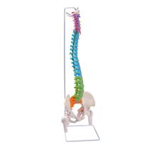Modelo anatômico: espinha flexível e breesky com suporte de 88 cm