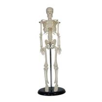 Modelo anatômico esqueleto de 45 cm - BX-103