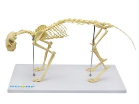 Modelo anatômico esqueleto de gato (resina plástica) sd9200