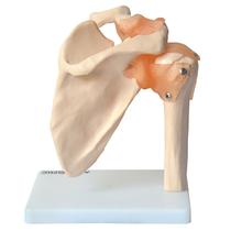 Modelo Anatômico Ombro Com Articulação Esqueleto Com Suporte - Anatomic