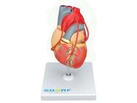 Modelo anatômico patológico do coração c/ pontagem coronária sd5215