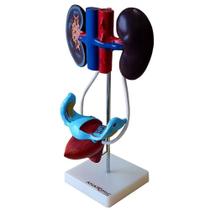 Modelo Anatômico Sistema Urinário Feminino, Anatomia Modelo Anatômico Sistema Urinário Feminino, Anatomia