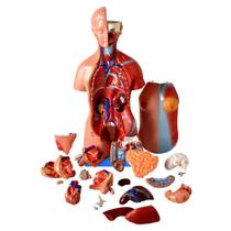Modelo Anatomico Torso Assexuado 45 Cm em 25 Partes, Anatomia