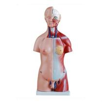 Modelo Anatômico Torso Humano Bissexual 45cm com 24 Partes .