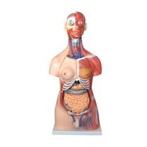Modelo Anatomico Torso Humano Bissexual 85cm 30 Partes - BX - 210