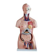 Modelo Anatômico Torso Humano Bissexual Com Coluna Exposta 85cm 40 Partes .