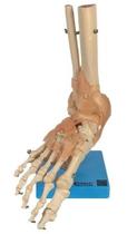 Modelo Articulação Do Pé Com Ligamentos Tamanho Natural Modelo Articulação Do Pé Com Ligamentos Tamanho Natural