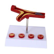 Modelo cardiovascular anatômico médico de vasos sanguíneos