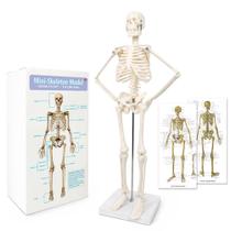 Modelo científico de esqueleto humano New Horizon 45 cm com braços móveis Modelo científico de esqueleto humano New Horizon 45 cm com braços móveis