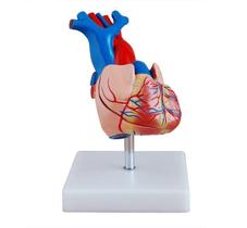 Modelo Coração Humano em Tamanho Real 2 Partes C/ Base - 4D Anatomy