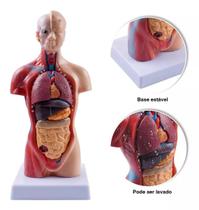 Modelo Corporal para aprendizagem anatomia humana - Tronco