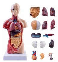 Modelo Corporal para aprendizagem anatomia humana - Tronco